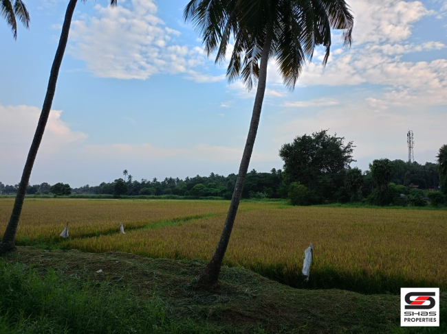 Paddy field for sale in Mattumanda, Palakkad 