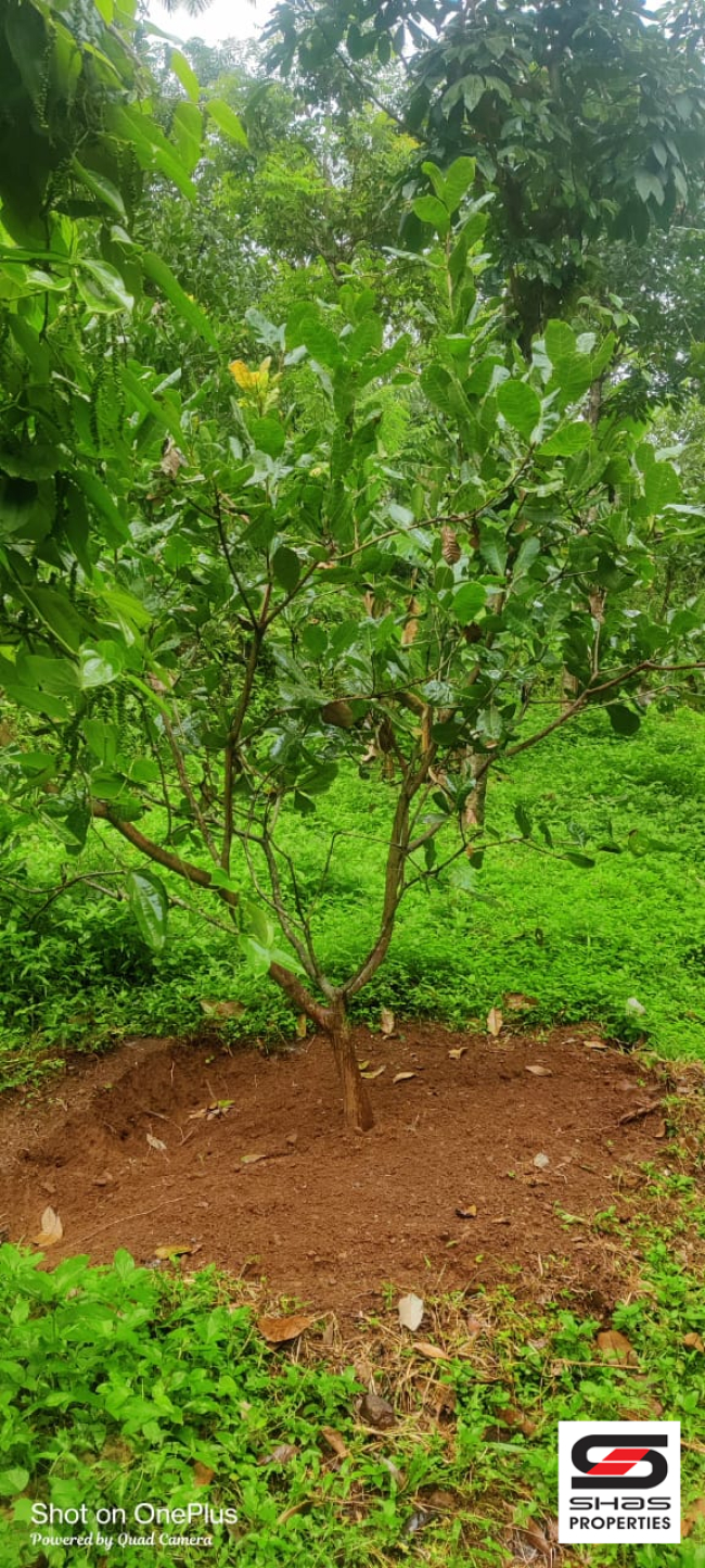 Farmland for sale in Mangode, Kannur