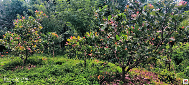 Farmland for sale in Mangode, Kannur