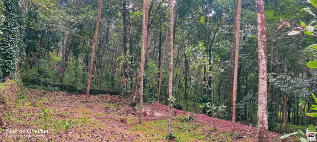 Farmland for sale in Mangode, Kannur