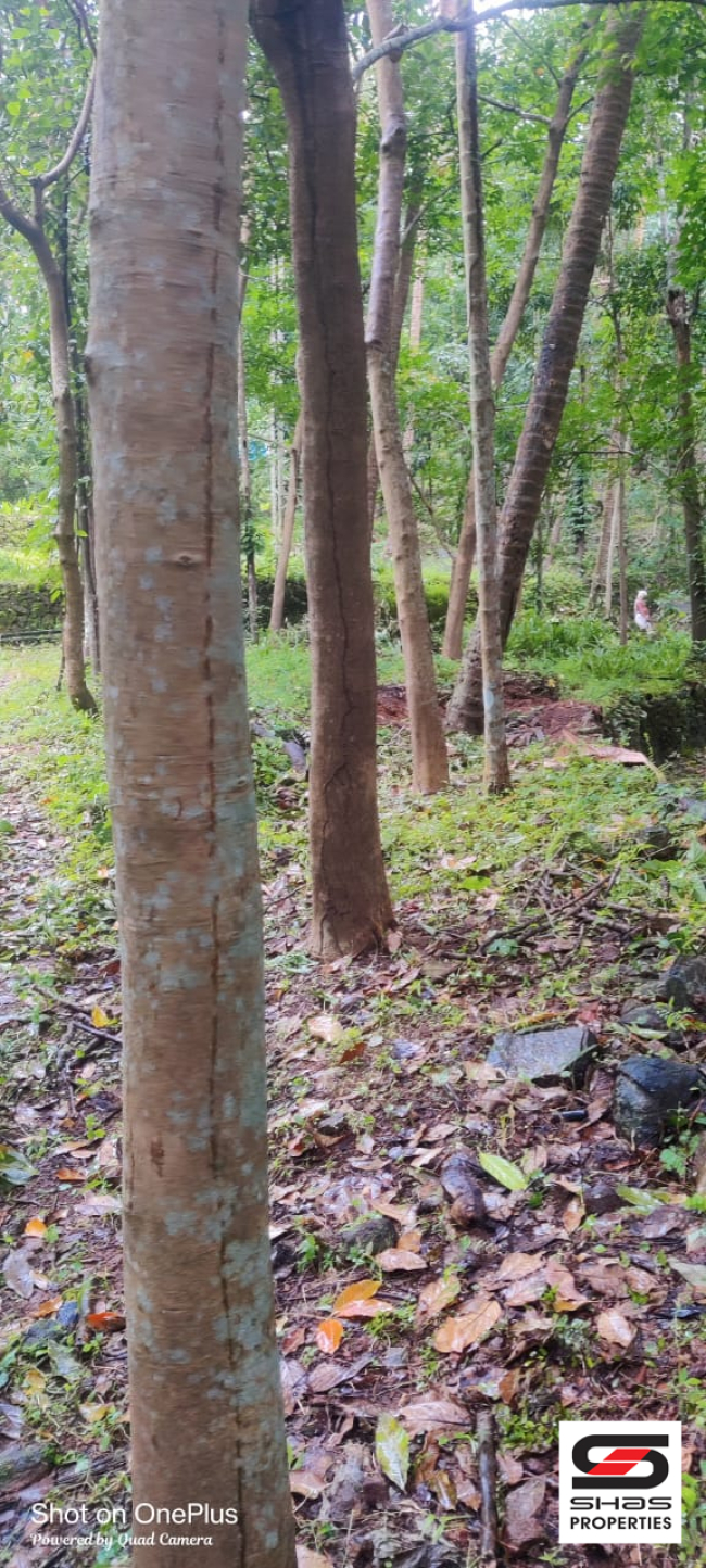 Farmland for sale in Mangode, Kannur