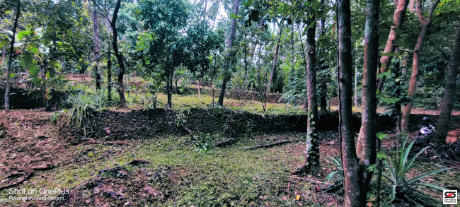 Farmland for sale in Mangode, Kannur