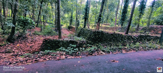 Farmland for sale in Mangode, Kannur