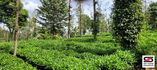 Tea estate for sale in Valat, Wayanad