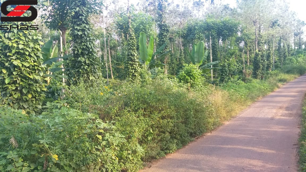 Tea plantation for sale in Wayanad, Sulthan Bathery