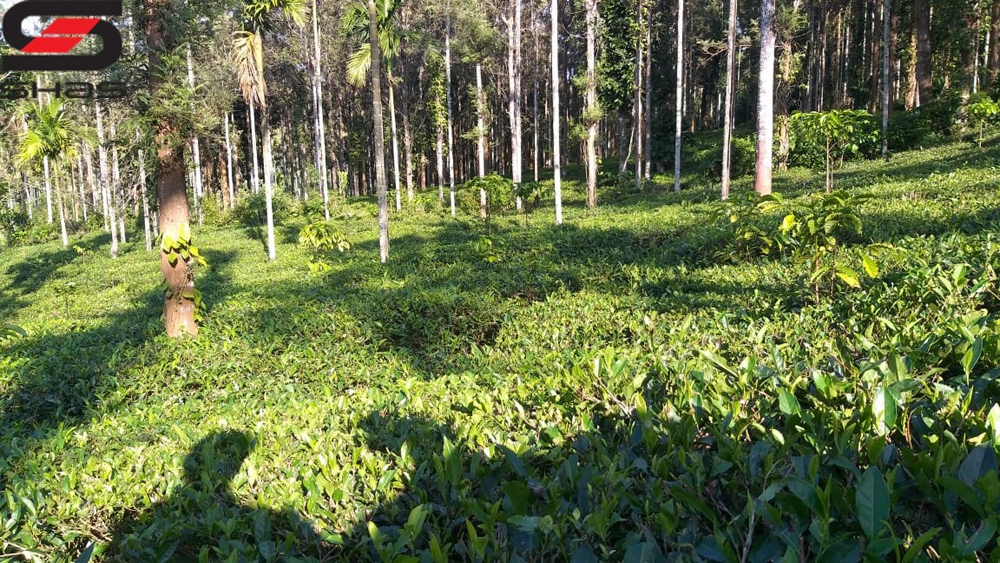 Tea plantation for sale in Wayanad, Sulthan Bathery