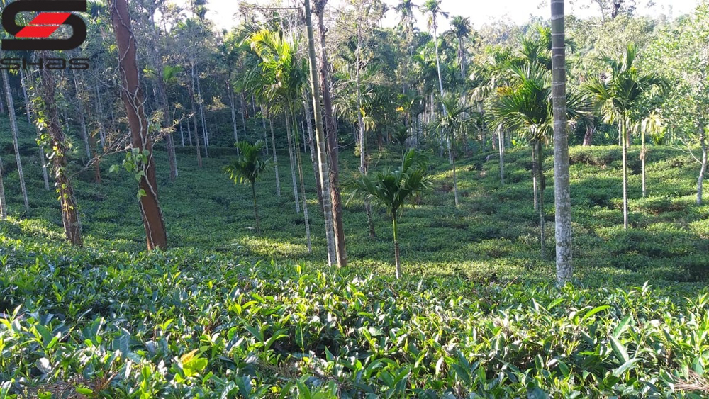 Tea plantation for sale in Wayanad, Sulthan Bathery