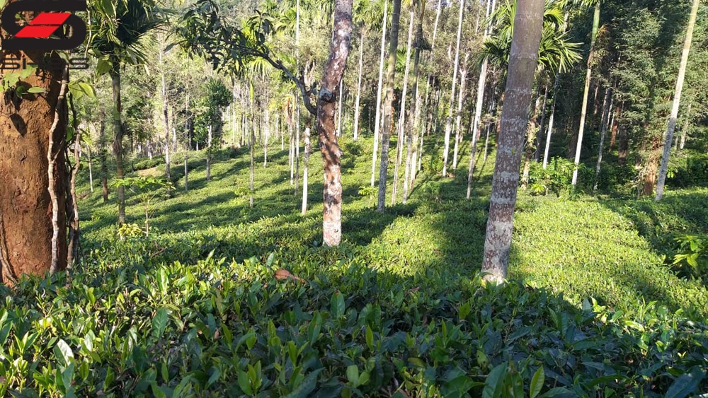 Tea plantation for sale in Wayanad, Sulthan Bathery