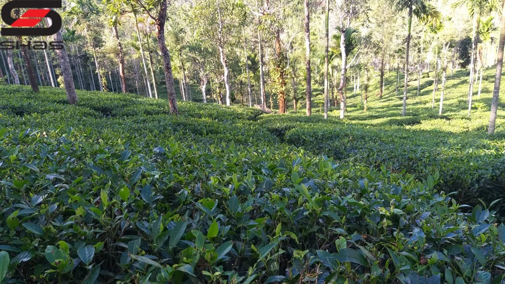 Tea plantation for sale in Wayanad, Sulthan Bathery