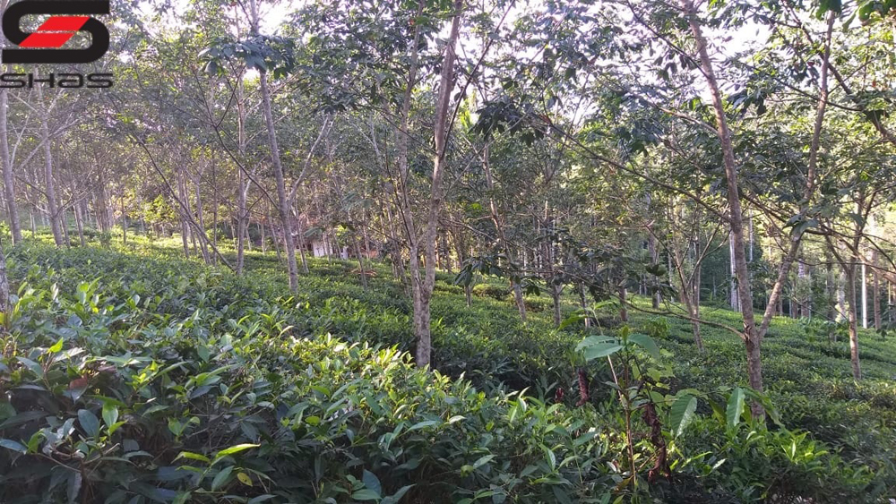 Tea plantation for sale in Wayanad, Sulthan Bathery