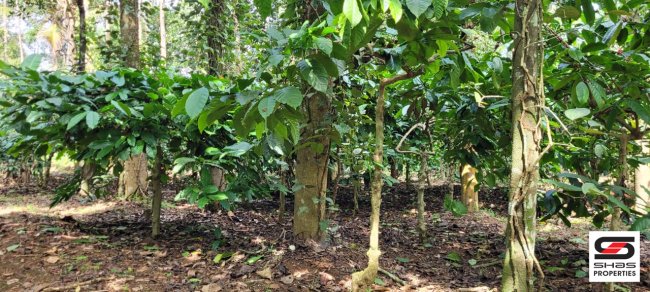 5 Acre coffee estate for sale in Valat, Wayanad