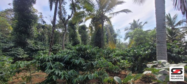 1 Acre land for sale in Panamaram, Wayanad