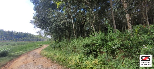 Land for sale in Panamaram, Wayanad