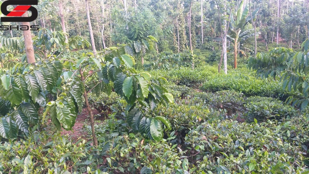 3 acre Tea estate for sale in Sulthan Bathery, Wayanad