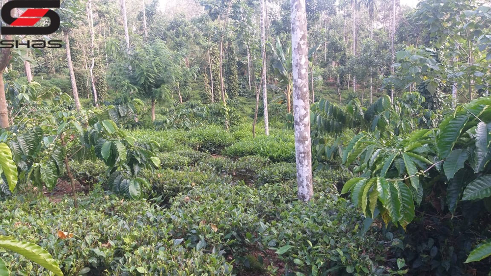 3 acre Tea estate for sale in Sulthan Bathery, Wayanad