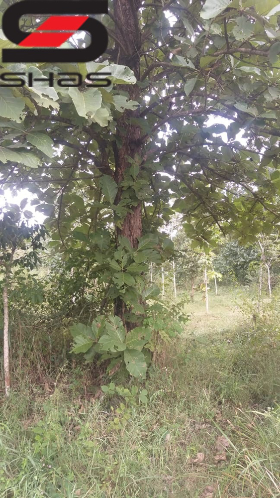 5 acre agricultural land for sale in Wayanad, Pulpally