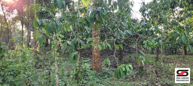 House plots for sale in Vythiri, Wayanad