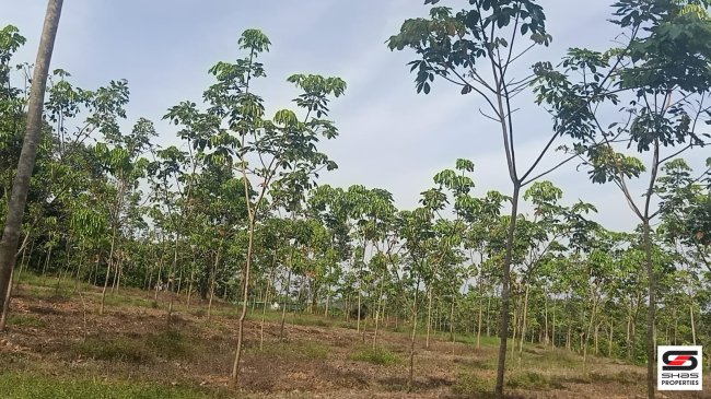 Rubber estate for sale in Pallikunnu, Wayanad 