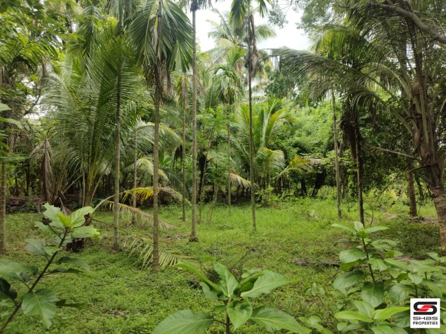 3 Acre farmland for sale in Chittur, Palakkad