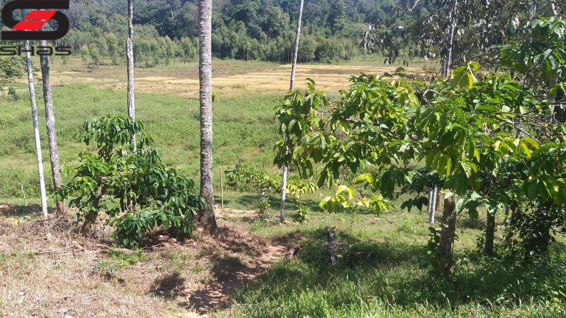 Coffee plantation for sale in Wayanad, Sulthan Bathery