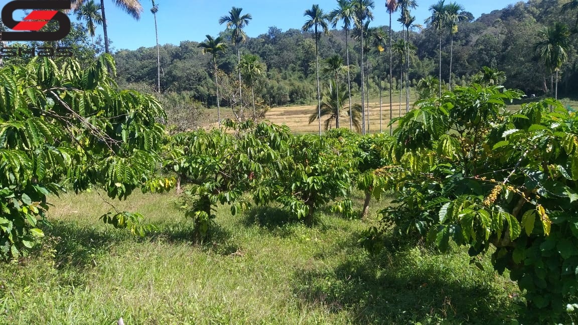 Coffee plantation for sale in Wayanad, Sulthan Bathery