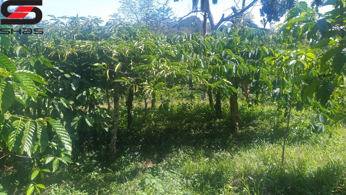 Coffee plantation for sale in Wayanad, Sulthan Bathery