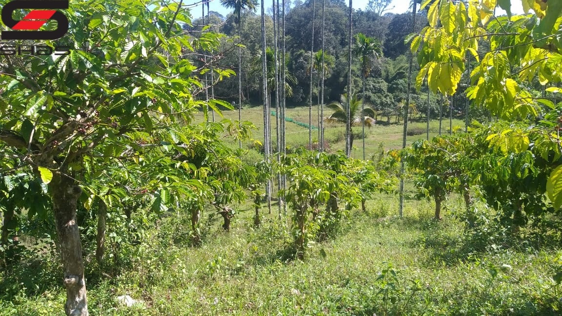 Coffee plantation for sale in Wayanad, Sulthan Bathery