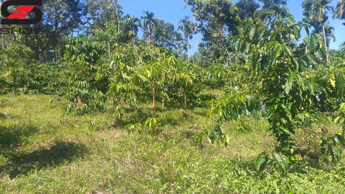 Coffee plantation for sale in Wayanad, Sulthan Bathery