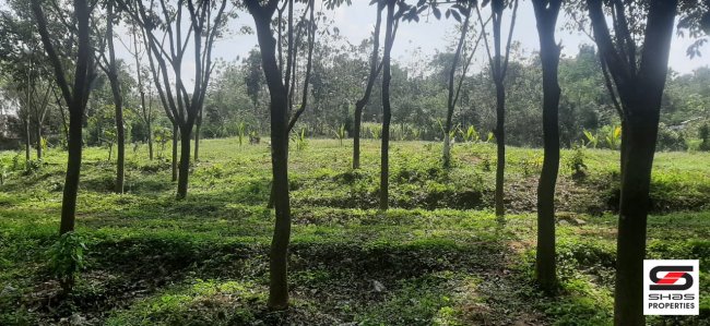 Farmland for sale in Thiruvilwamala, Palakkad