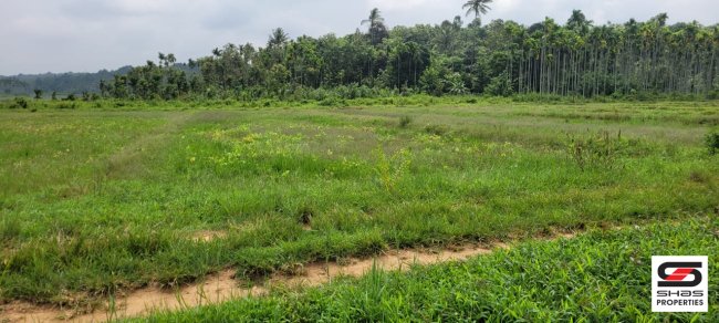 Paddy field for sale near Kalpetta, Wayanad