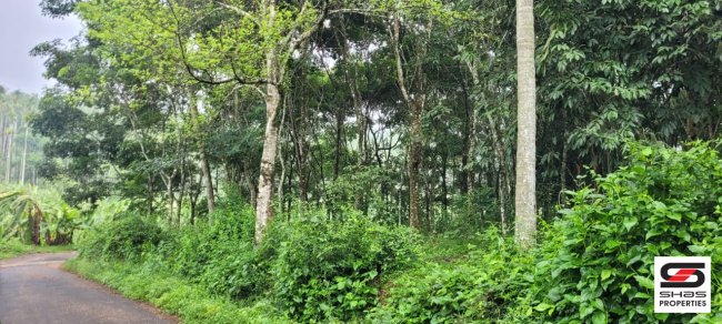 Land for sale near Panamaram, Wayanad