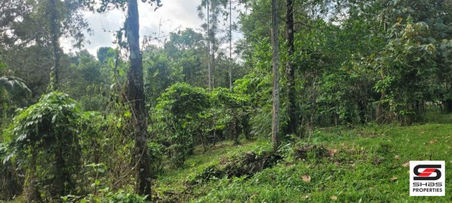 5 Acre land for sale in Meppadi, Wayanad