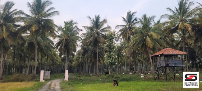 Coconut farm for sale in Pulpally, Wayanad