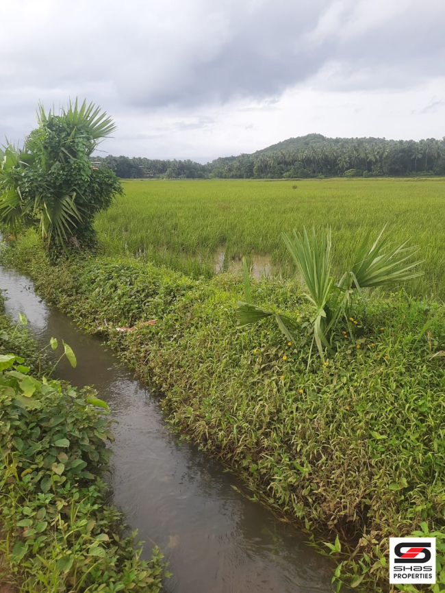 Agricultural land for sale in Pattambi, Palakkad