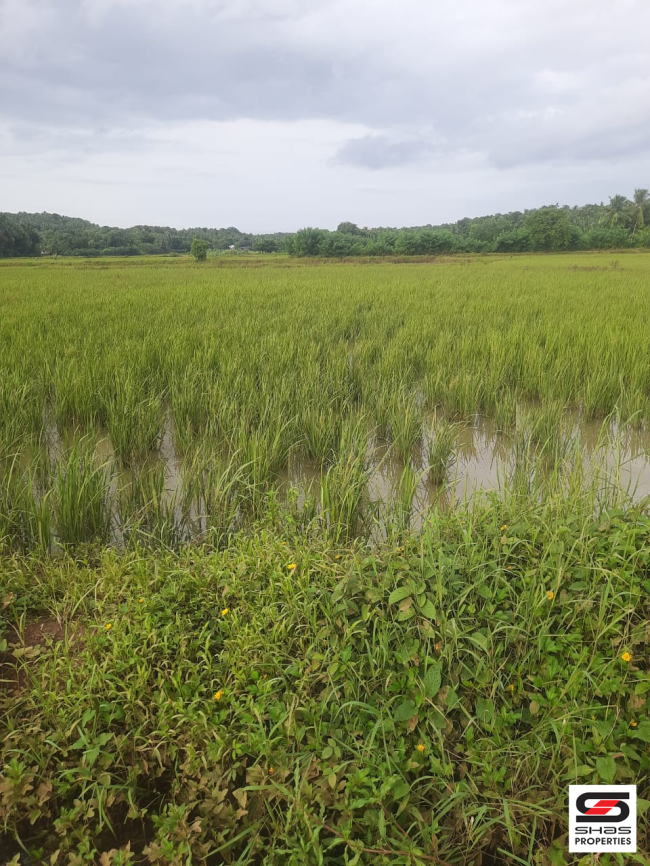 Agricultural land for sale in Pattambi, Palakkad