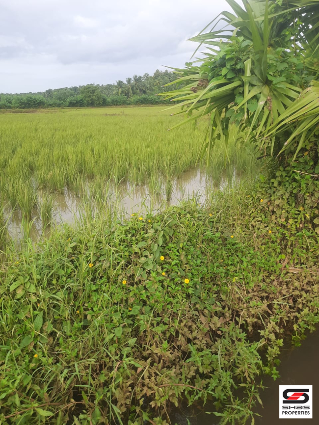 Agricultural land for sale in Pattambi, Palakkad