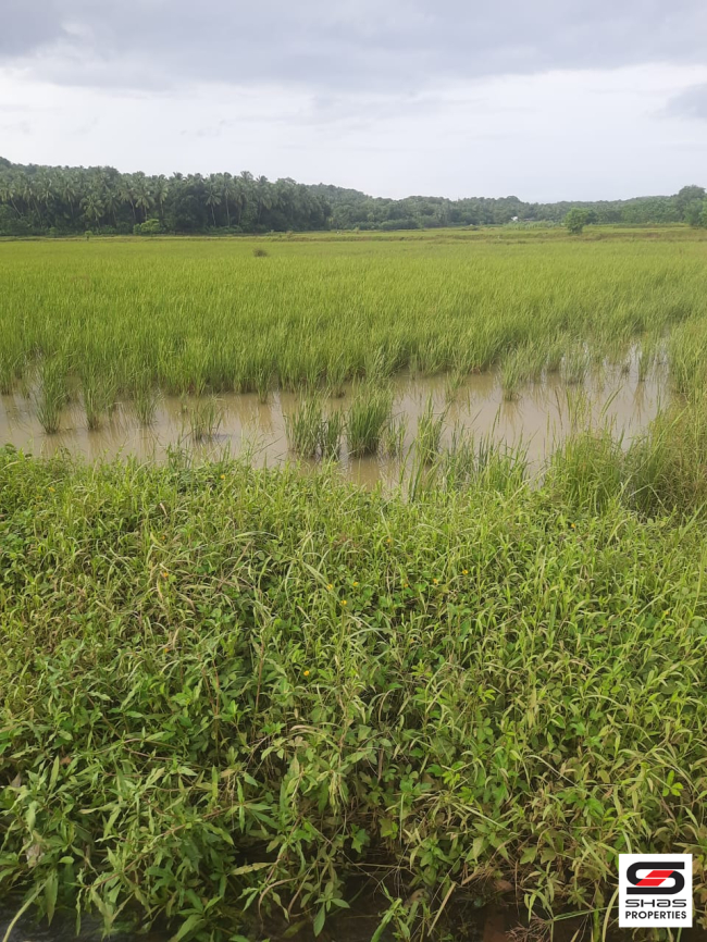 Agricultural land for sale in Pattambi, Palakkad