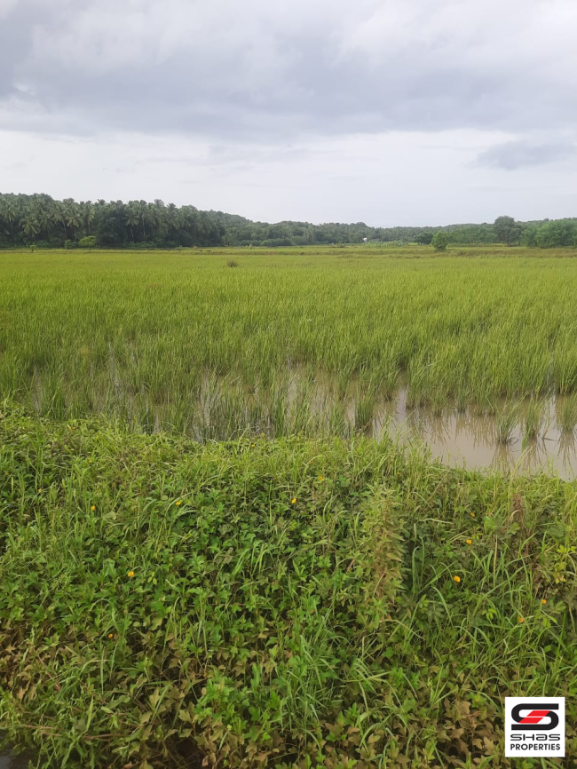 Agricultural land for sale in Pattambi, Palakkad