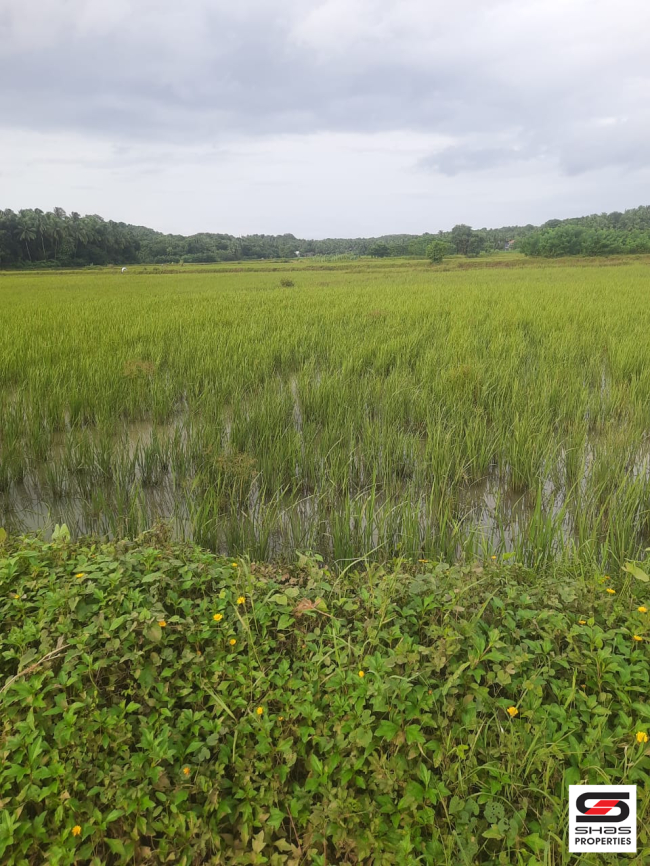 Agricultural land for sale in Pattambi, Palakkad