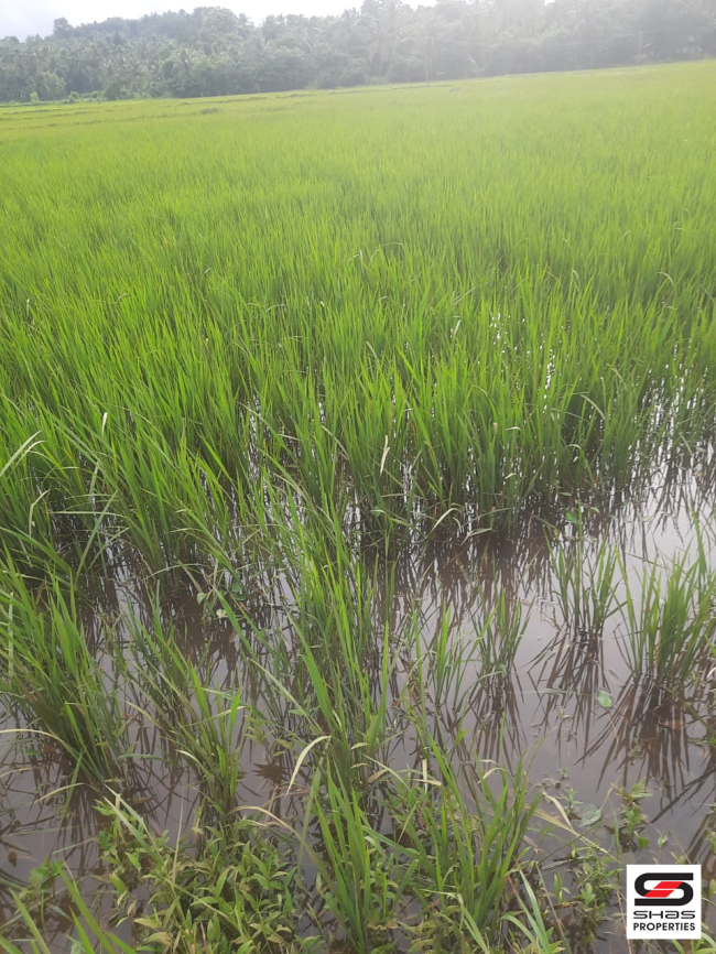 Agricultural land for sale in Pattambi, Palakkad
