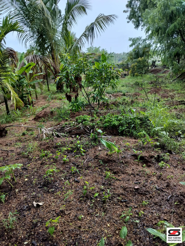 Land for sale in Olavakkode, Palakkad