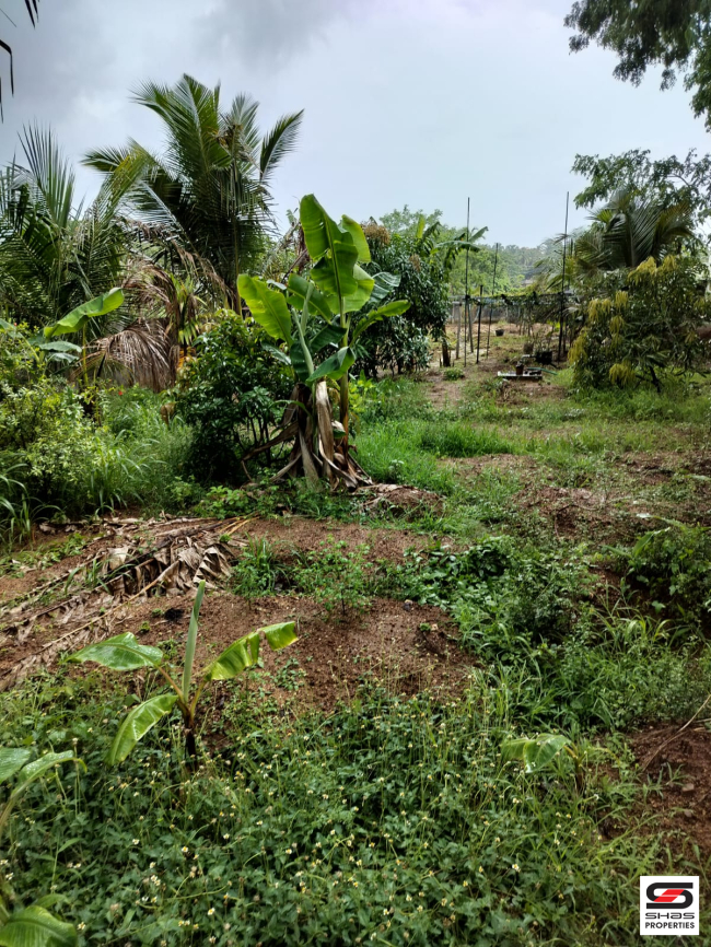 Land for sale in Olavakkode, Palakkad
