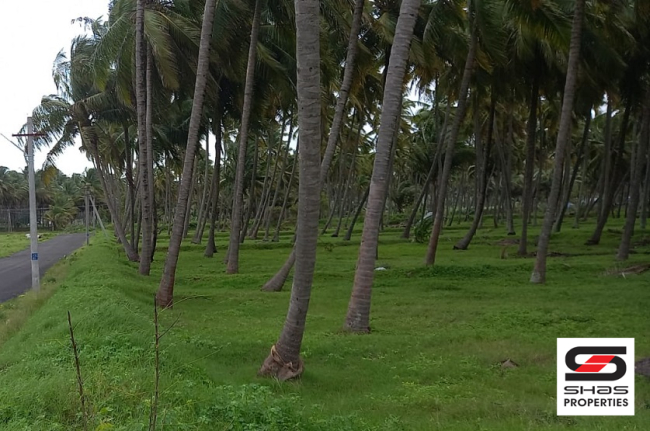 Coconut farmland for sale in Pollachi, Coimbatore