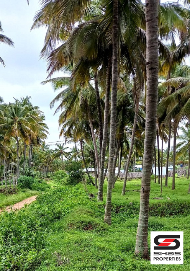Coconut farmland for sale in Pollachi, Coimbatore
