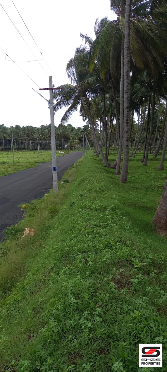 Coconut farmland for sale in Pollachi, Coimbatore