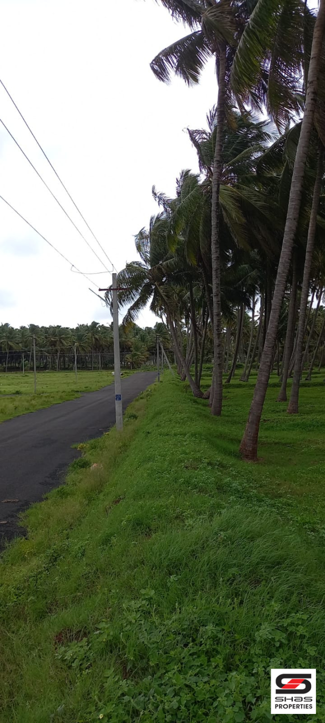 Coconut farmland for sale in Pollachi, Coimbatore