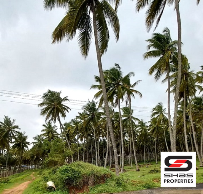 Coconut farmland for sale in Pollachi, Coimbatore