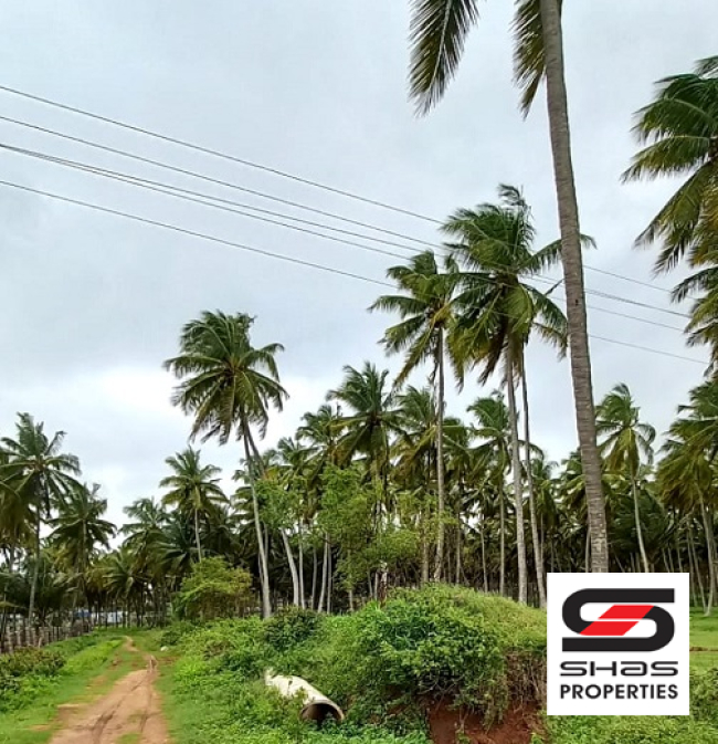 Coconut farmland for sale in Pollachi, Coimbatore