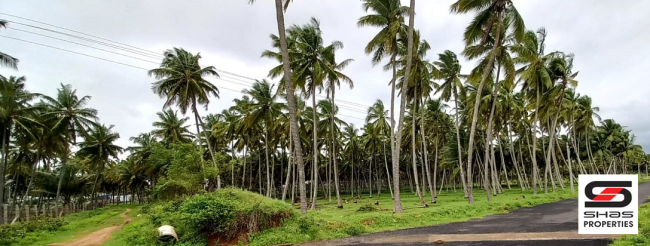 Coconut farmland for sale in Pollachi, Coimbatore