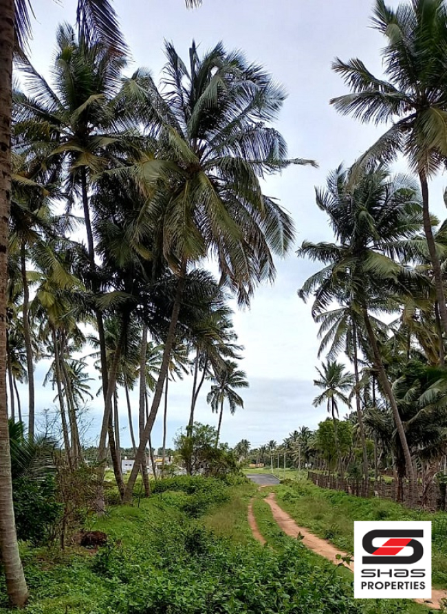 Coconut farmland for sale in Pollachi, Coimbatore